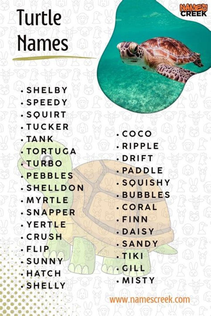 Female Turtle Names Turtle names, Turtle, Female pet names