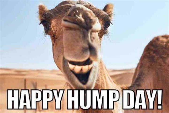 Happy Hump Day Meme