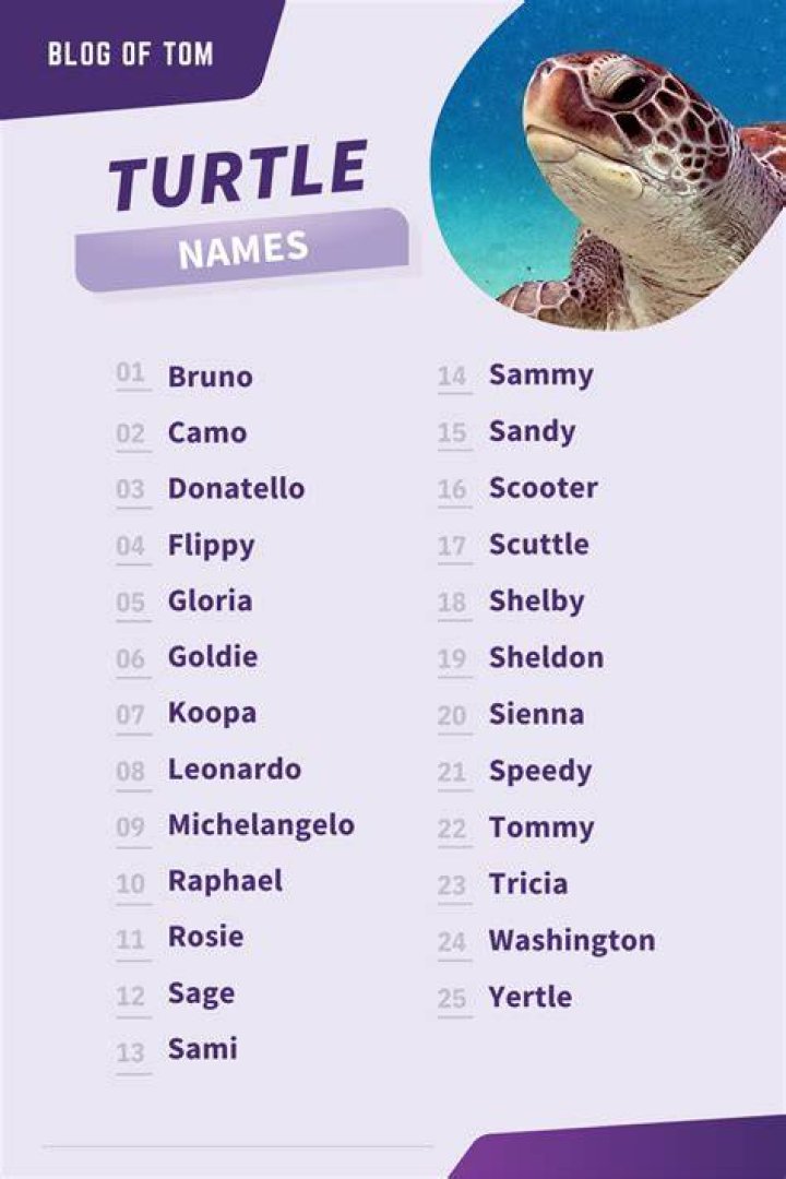 Most Popular Female Turtle Name Ideas