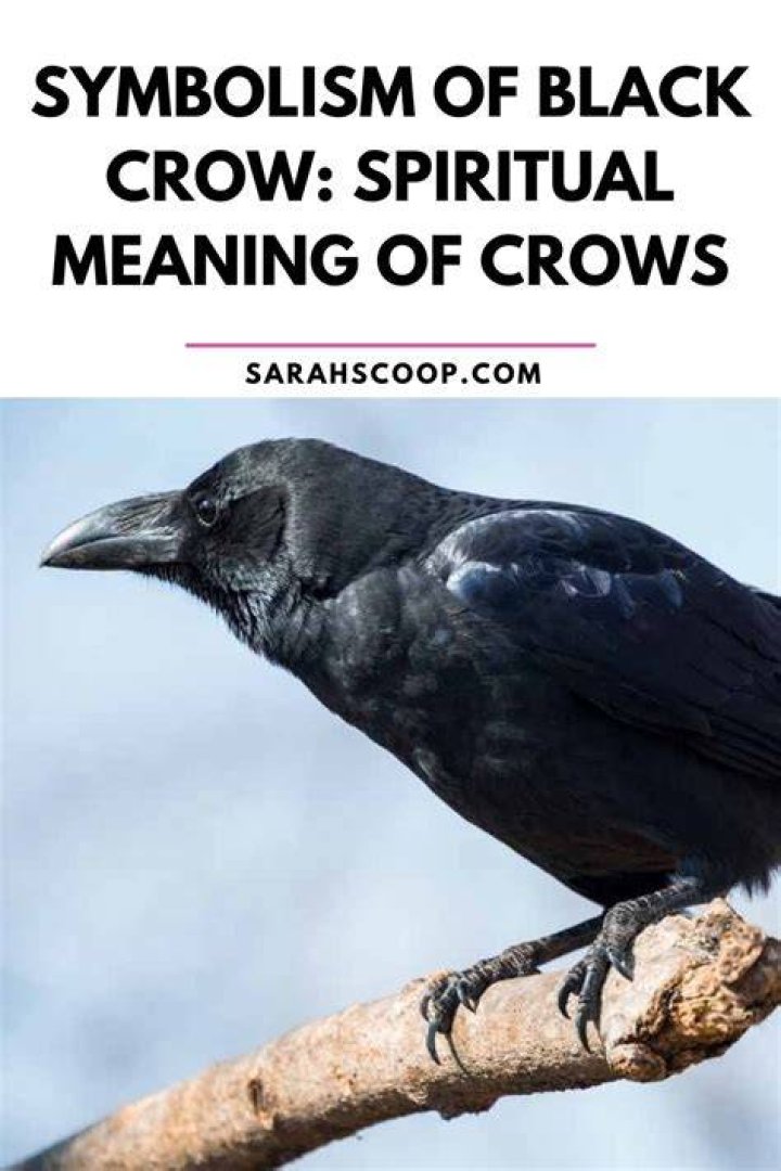 Unraveling The Enigmatic Symbolism Of The Black Crow