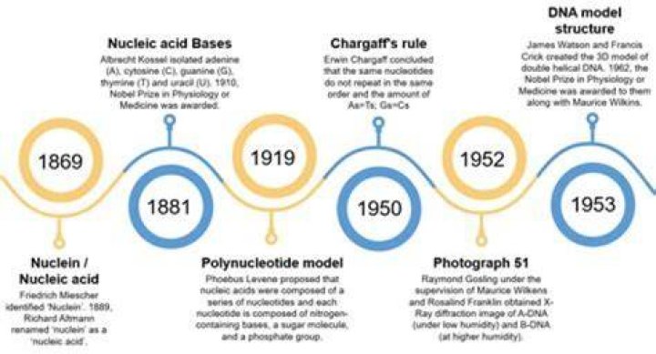 Unveiling The Art And Science Of Modeling Tits: Discoveries And Insights